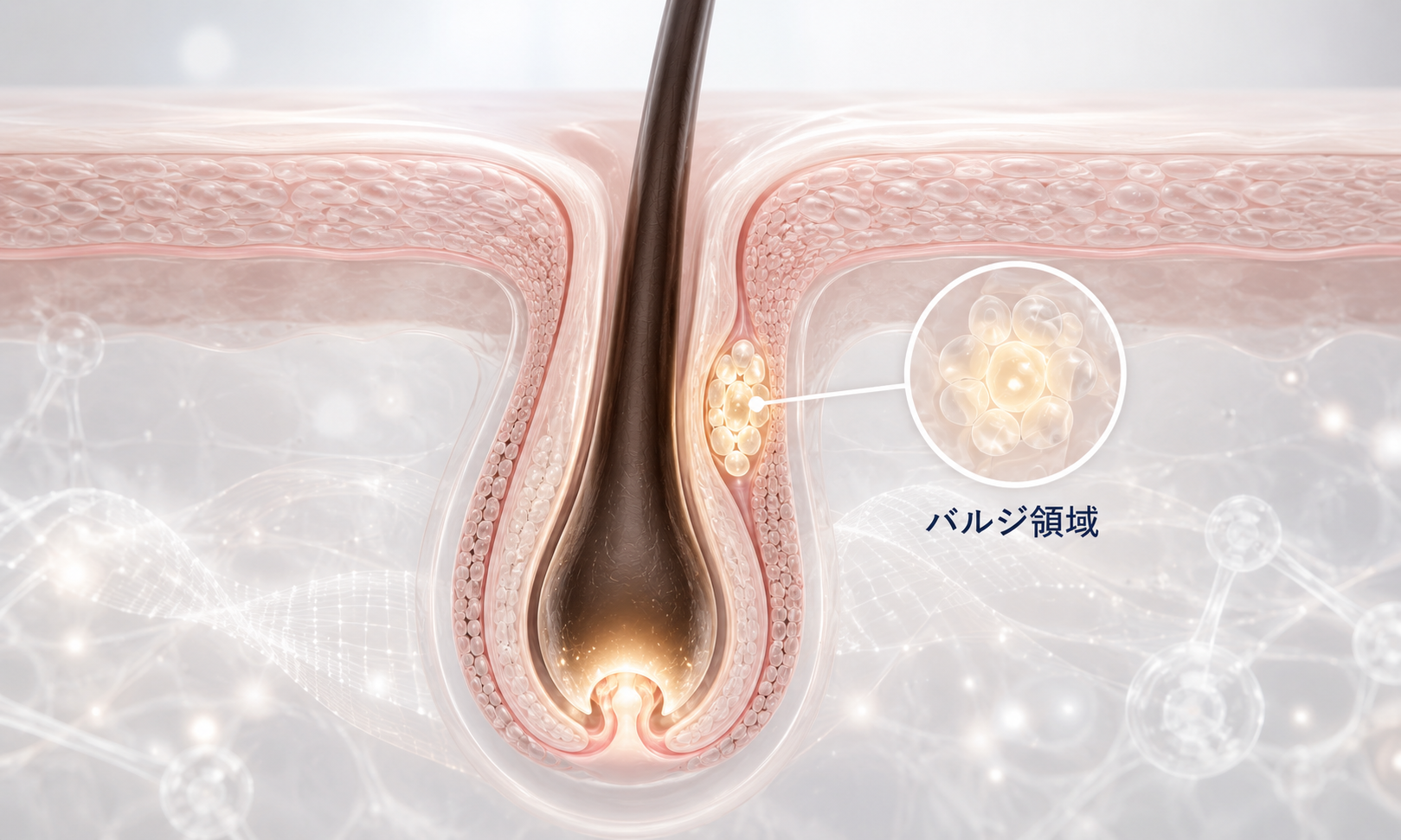 スカルプバルジ